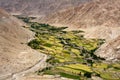 Green valley amidst Dry Mountains in Leh, Ladakh Royalty Free Stock Photo