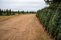 Green Valley Christmas Tree farm getting ready to send out Christmas trees from Mosinee, Wisconsin, USA on 11/01/2019 Royalty Free Stock Photo