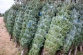 Green Valley Christmas Tree farm getting ready to send out Christmas trees from Mosinee, Wisconsin, USA on 11/01/2019