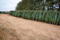 Green Valley Christmas Tree farm getting ready to send out Christmas trees from Mosinee, Wisconsin, USA on 11/01/2019 Royalty Free Stock Photo