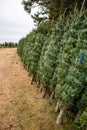 Green Valley Christmas Tree farm getting ready to send out Christmas trees from Mosinee, Wisconsin, USA on 11/01/2019 Royalty Free Stock Photo