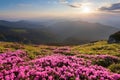 Green valley high on the mountains in summer day is spangled with many nice pink rhododendrons. The sunset with rays. Royalty Free Stock Photo