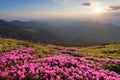 Green valley high on the mountains in summer day is spangled with many nice pink rhododendrons. The sunset with rays. Royalty Free Stock Photo