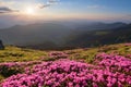 Green valley high on the mountains in summer day is spangled with many nice pink rhododendrons. The sunset with rays. Royalty Free Stock Photo