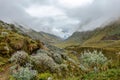 Green valley with purple lupin blooming in the mist, Choquequirao trek between Yanama and Totora, Peru