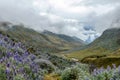 Green valley with purple lupin blooming in the mist, Choquequirao trek between Yanama and Totora, Peru