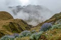 Green valley with purple lupin blooming in the mist, Choquequirao trek between Yanama and Totora, Peru