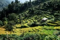 Green valley with rice terraces, Annapurna circuit, Nepal. Royalty Free Stock Photo