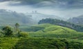 Green valleys of mountain tea plantations in Munnar Royalty Free Stock Photo