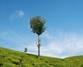 Green valleys of tea plantations in Munnar Royalty Free Stock Photo