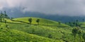 Green valleys of tea plantations in Munnar Royalty Free Stock Photo