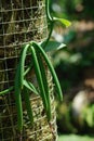 Green vanilla plants Royalty Free Stock Photo