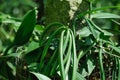 Green vanilla plants Royalty Free Stock Photo