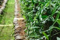 Green vanilla plants Royalty Free Stock Photo