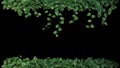 Green variegated leaves of devil`s ivy or golden pothos Epiprem