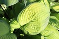 Green variegated leaves hosts close up top view