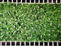 Green various creeper fern and lush plant on wall background. Nature and environment concept. Royalty Free Stock Photo