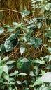 Green various creeper fern and lush plant on wall. Royalty Free Stock Photo