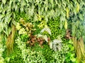 Green various creeper fern and lush plant on wall. Nature and environment concept Royalty Free Stock Photo