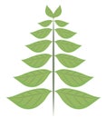 Green vector leafs with veins in the form of a Christmas tree isolated object on a white background