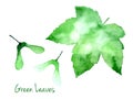 Green vector watercolor maple leaf and seeds