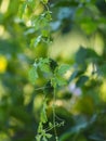 Green Vegetable Balsam apple, Balsam pear, Bitter cucumber, Bitter gourd, Bitter melon, Carilla fruit Royalty Free Stock Photo