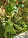Green vegetable bindweed leaf at garden