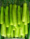 green vegetable bottle gourd,{Lagenaria Siceraria}Calabash Gourd,arranged for transportation at agricultural farm