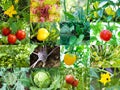 Green vegetable Royalty Free Stock Photo