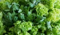 Green vegetable coriander and lettuce