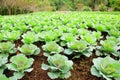 Green vegetable farm