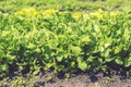 Green vegetable farm under sunlight. Growing vegetables in the garden. lettuce patch in the vegetable field under sunshine Royalty Free Stock Photo