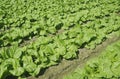 Green vegetable field Royalty Free Stock Photo