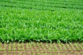 Green vegetable field