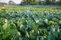 Green vegetable field in Pua Royalty Free Stock Photo