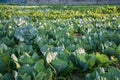 Green vegetable field in Pua Royalty Free Stock Photo