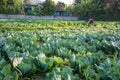 green vegetable field in Pua Royalty Free Stock Photo