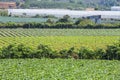 Green vegetable field in Suoi Vang lake