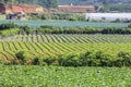 Green vegetable field in Suoi Vang lake