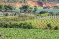 Green vegetable field in Suoi Vang lake