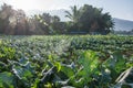 Green vegetable garden in Pua Royalty Free Stock Photo