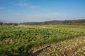 Green vegetable garden in Pua Royalty Free Stock Photo