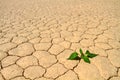 Green vegetable growing on cracked desert ground