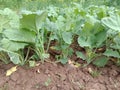 Green vegetable growing in oue garden