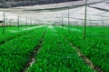 Green vegetable plot