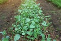 Green vegetable plots, healthy organic vegetables In the garden