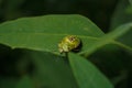 Green vegetable stink bug nezara viridula, southern shield bug on green leaf. Soft focused macro shot Royalty Free Stock Photo