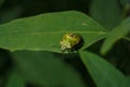 Green vegetable stink bug nezara viridula, southern shield bug on green leaf. Soft focused macro shot Royalty Free Stock Photo