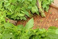 Green vegetables in the basket at the market Royalty Free Stock Photo