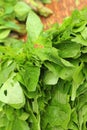 Green vegetables in the basket at the market Royalty Free Stock Photo